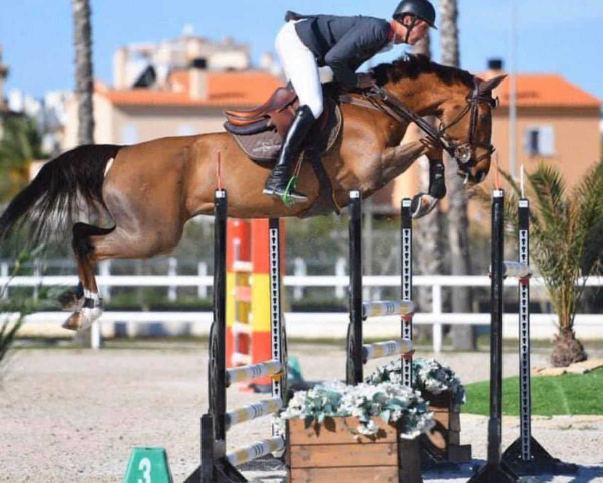 Cavallo da salto SHW Candies B (Cavallo sportivo anglo-europeo, 2010, di Chacco-Blue)