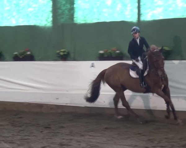 Reitturnier Lindlar-Süttenbach 2016