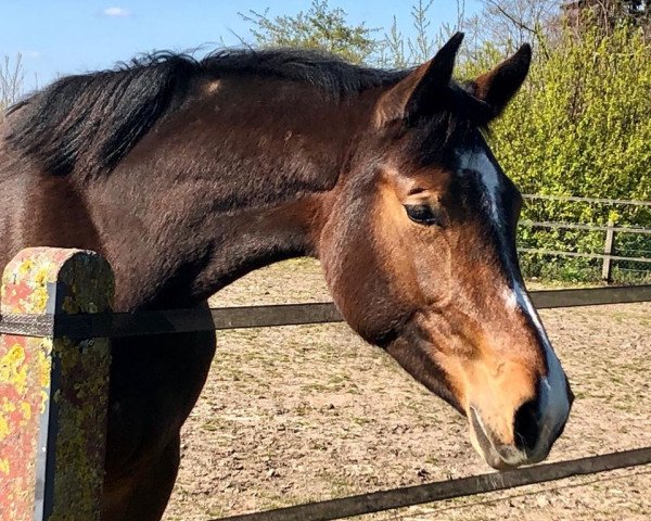 horse Limbothellina SR (Westphalian, 2018, from Limbothello B)