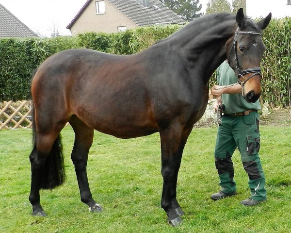 broodmare Sansa Weissena (Oldenburg, 2015, from St. Schufro)