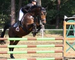 jumper Livano 9 (German Sport Horse, 2013, from Limoncello I)