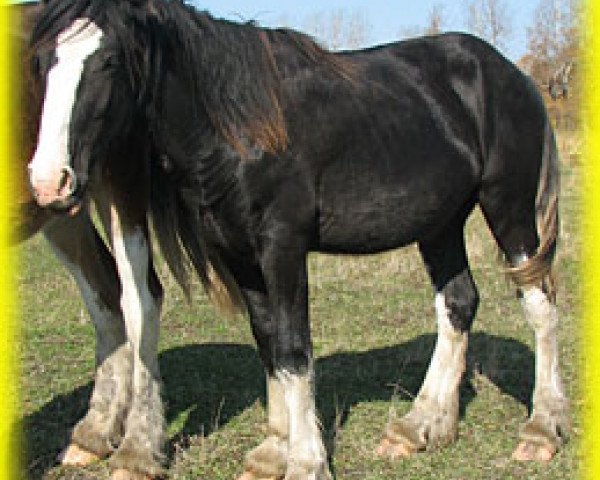 stallion Bighorn Maxton Elijah (Clydesdale, 2013, from Sandy Ridge Maxton Edward)