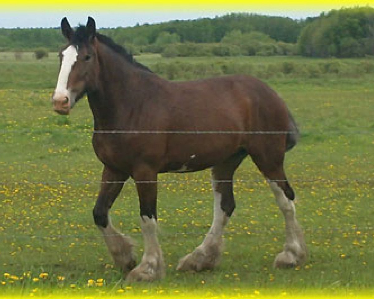 Zuchtstute Donegal Meredith (Clydesdale, 2008, von Armageddon's Lord Cain)