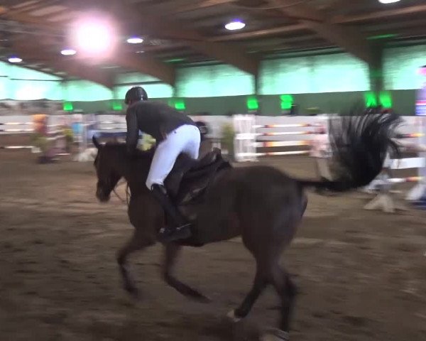 Reitturnier Lindlar-Süttenbach 2016