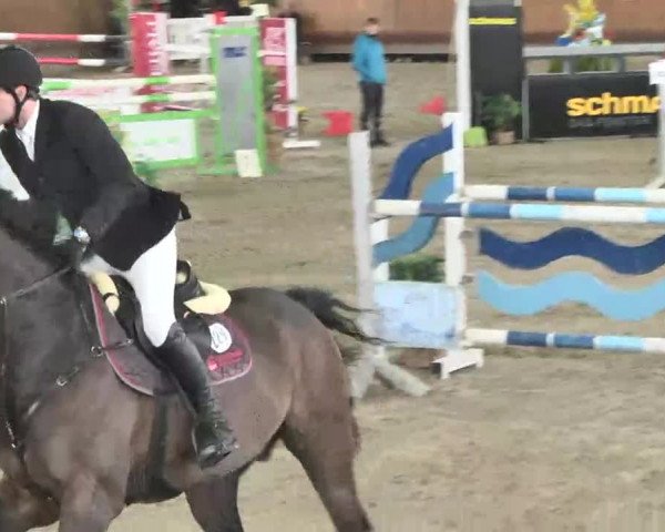 Reitturnier Dettingen 2016