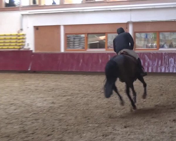 Springturnier Eicherloh - Laurent 2016