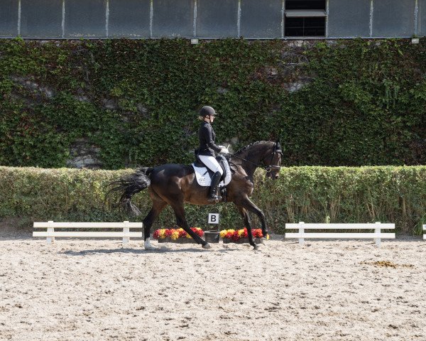 dressage horse Loretta 277 (German Sport Horse, 2006, from Lohberg)