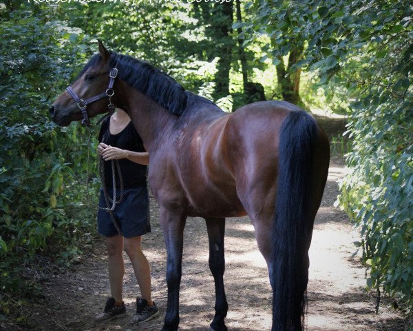 Dressurpferd Reuschbachhofs Phil Coulson (Deutsches Reitpony, 2016, von Molenhorn's Pasja)