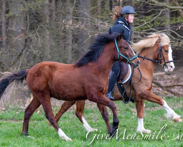 horse Rayo vom Alten Grenzhof (German Riding Pony, 2018, from Triumph) horse Rayo vom Alten Grenzhof (German Riding Pony, 2018, from Triumph)
