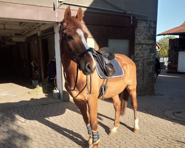 horse Nanu MK (Hessian Warmblood, 1997, from Naturell H)