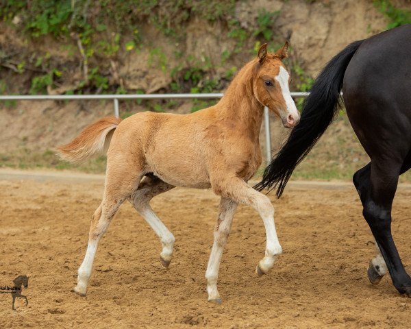 horse Macavity AS (German Riding Pony, 2019, from The Braes My Mobility)