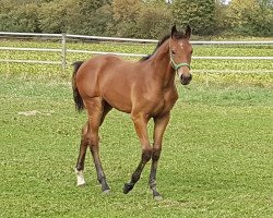 broodmare Dana Weissena (Oldenburg, 2019, from Gut Wettlkam's D'avie FRH)