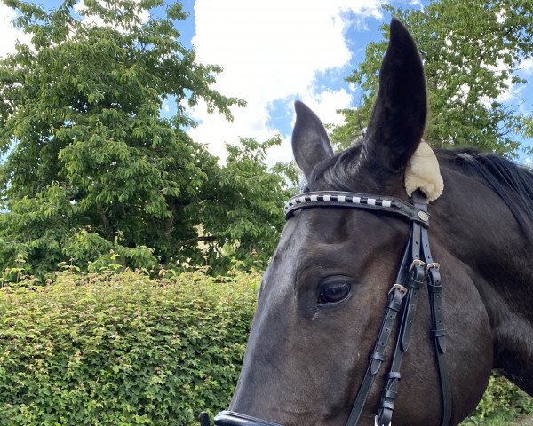horse Arys (Trakehner, 2016, from Donauabend)
