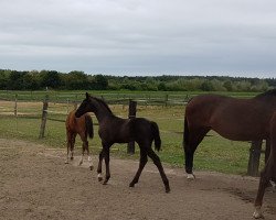 horse Frieda Weissena (Oldenburg, 2018, from Feinrich)