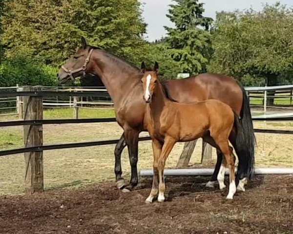 horse Dora Deluxe (Rhinelander, 2018, from Don Deluxe)