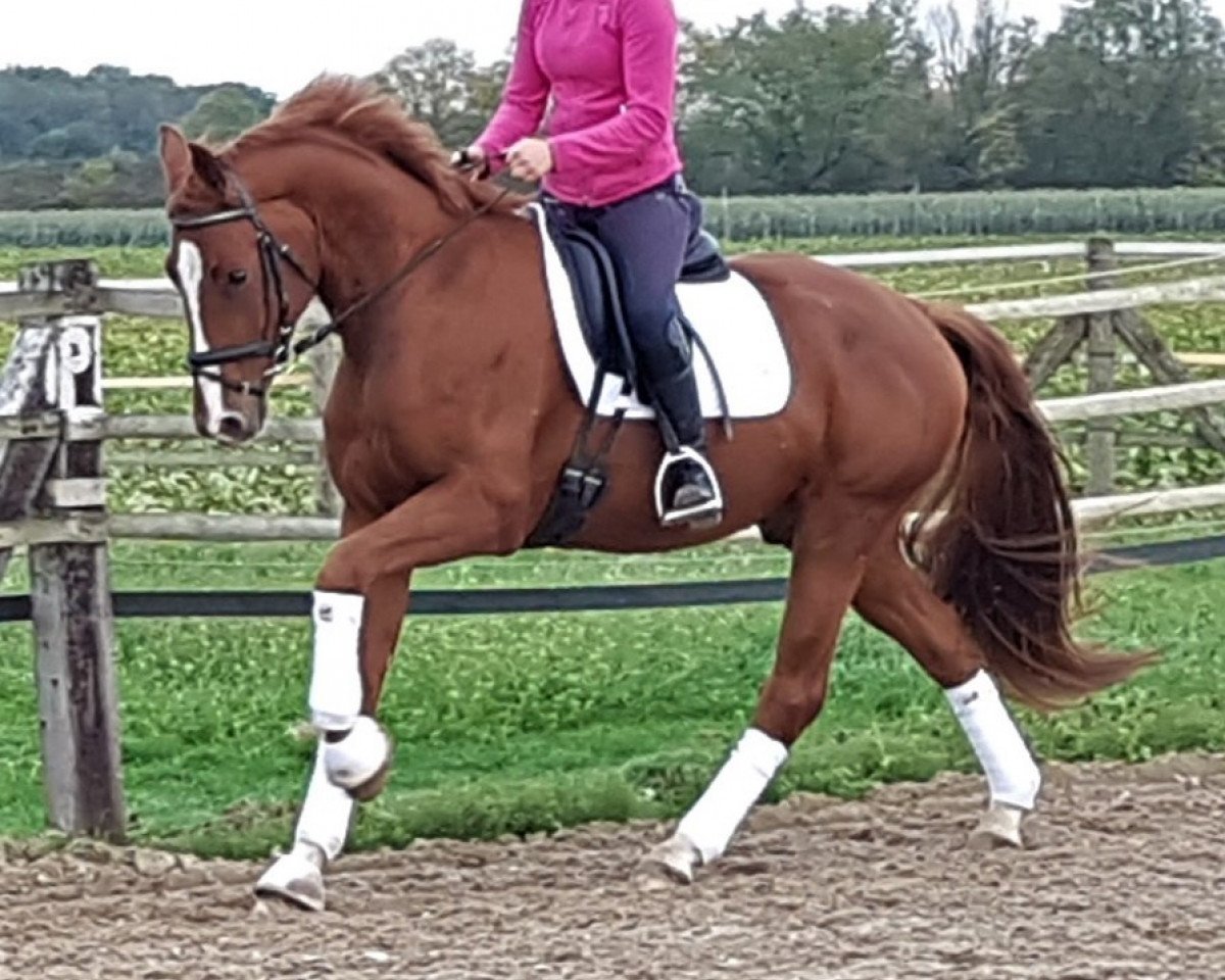 dressage horse Avanti Ciccino (Oldenburg, 2016, from Apache)