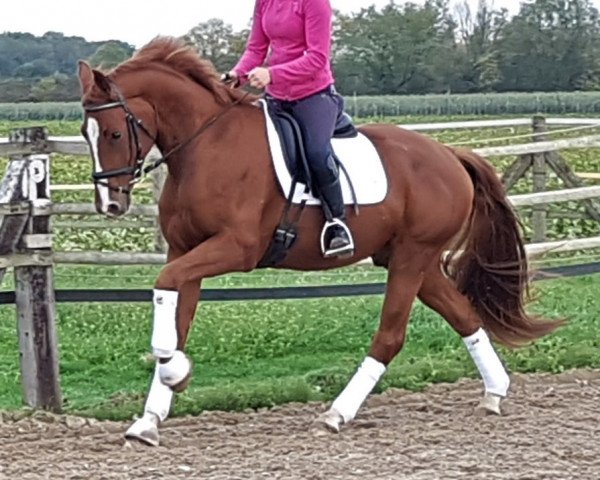 dressage horse Avanti Ciccino (Oldenburg, 2016, from Apache)