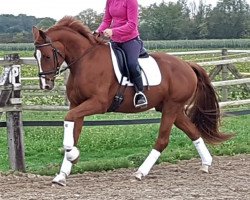 Dressurpferd Avanti Ciccino (Oldenburger, 2016, von Apache)