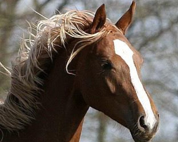 horse Quäntchen Glück SB (Hanoverian, 2018, from Quantensprung 3)