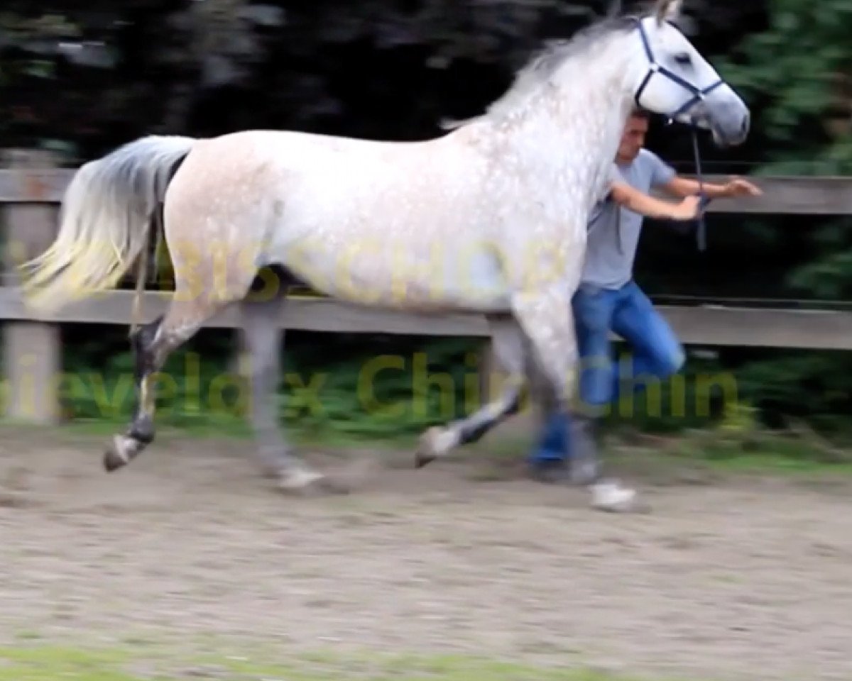 broodmare Elchinni van de Flandria (Belgian Warmblood, 2004, from Chin Chin)