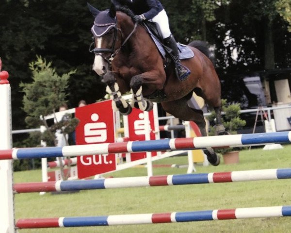 broodmare Diddeldum Rs (Oldenburg show jumper, 2013, from Dibadu L)