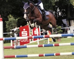 broodmare Diddeldum Rs (Oldenburg show jumper, 2013, from Dibadu L)