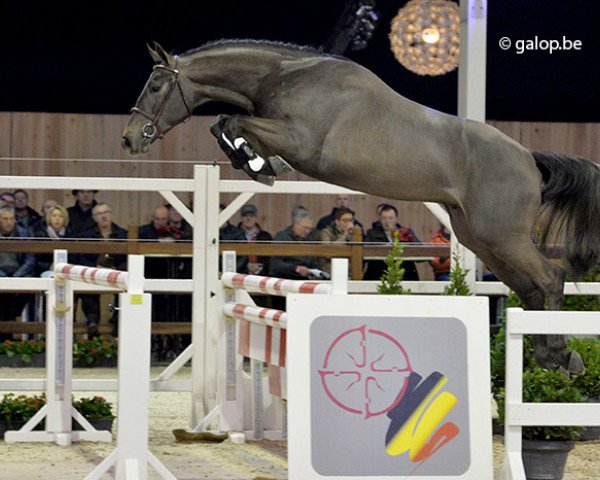 Pferd Milo vd Bisschop (Belgisches Warmblut, 2012, von Stakkato)