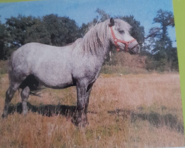 horse Vector v. Beemden's Courage (Shetland Pony, 2004, from Luxor van Jeestebeck) horse Vector v. Beemden's Courage (Shetland Pony, 2004, from Luxor van Jeestebeck)