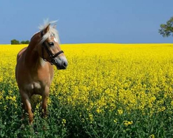 dressage horse Pasta 2 (Haflinger, 2013, from Barolo)