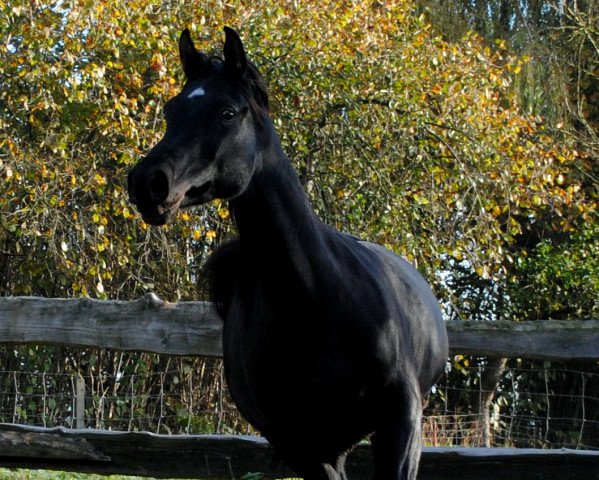 broodmare El Mäher Saira ox (Arabian purebred, 2007, from Ar Shahram ox)