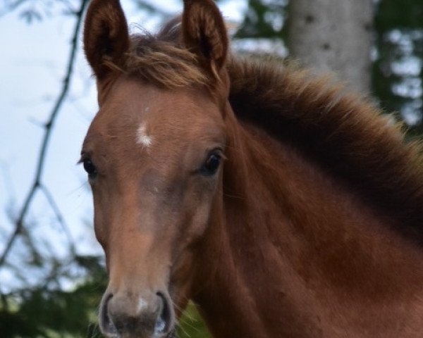 Dressurpferd Bentley (Oldenburger, 2019, von Blue Hors Baron)