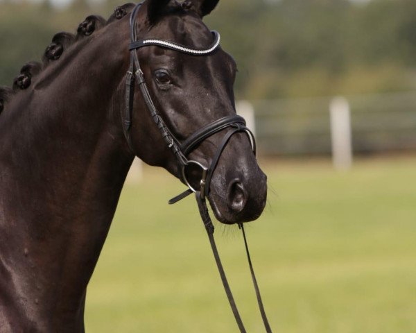dressage horse Faunus 16 (Oldenburg, 2015, from Finest)