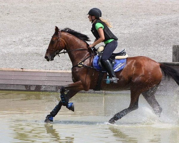 Springpferd Ashley 144 (Holsteiner, 2008, von Lou Bega)