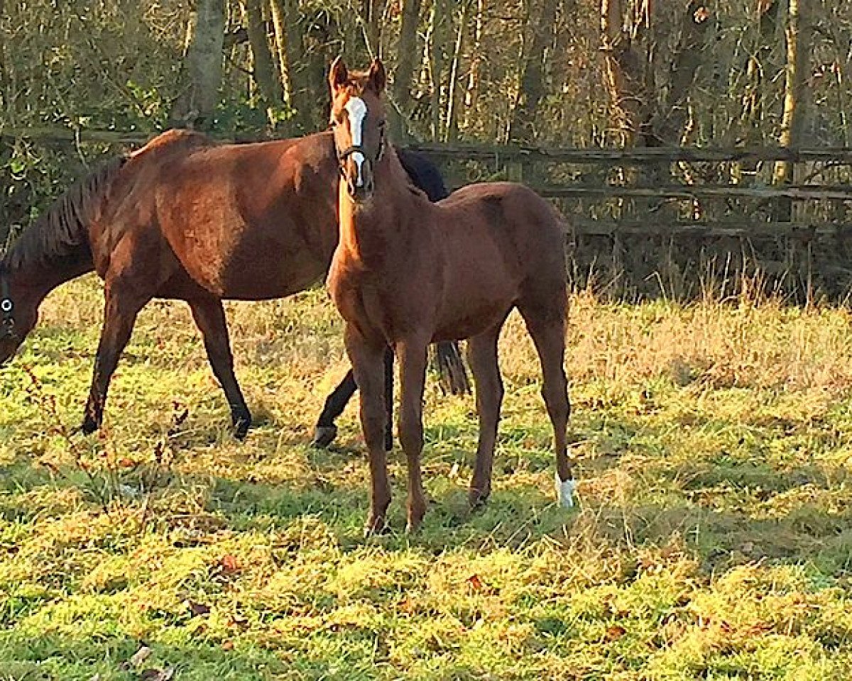 Pferd Brenda Doeh (Hannoveraner, 2019, von Balou Peggio)
