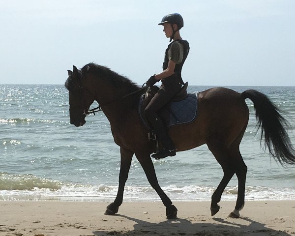 Pferd Nicola (New-Forest-Pony, 1994, von Feldhof's Orbit)