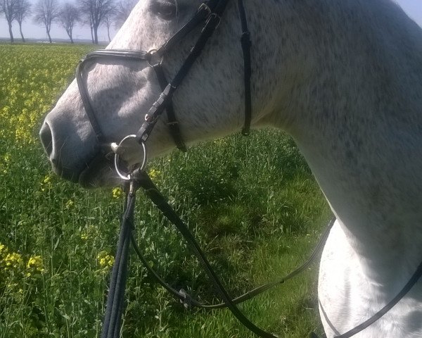 horse Kaadir El Asal ox (Arabian purebred, 1997, from Sahaab Ibn Sahiba ox)