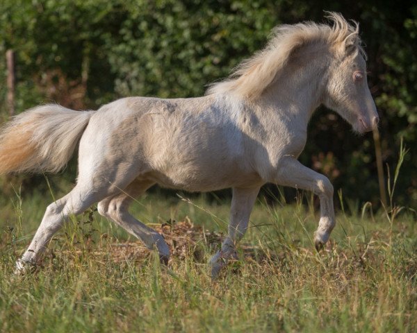 horse Irish Cream von den Alleegärten (Shetland pony (under 87 cm), 2018, from Elmhorst Irish Coffee)