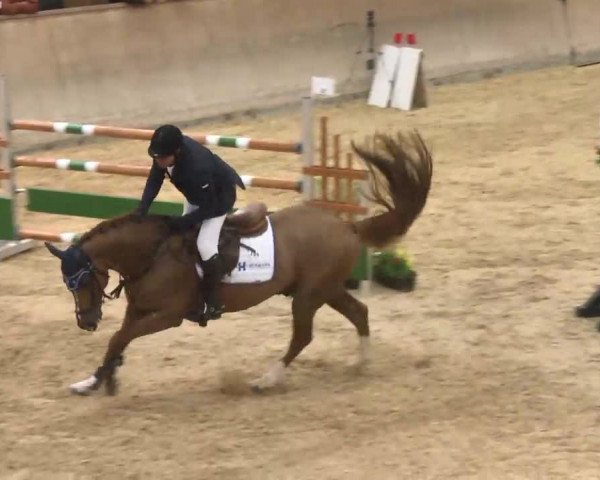 Hallenspringturnier Friedrichshafen-Ailingen 2016