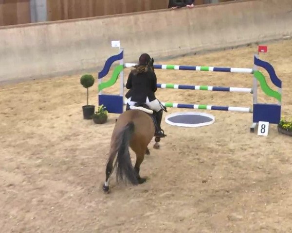 Hallenspringturnier Friedrichshafen-Ailingen 2016