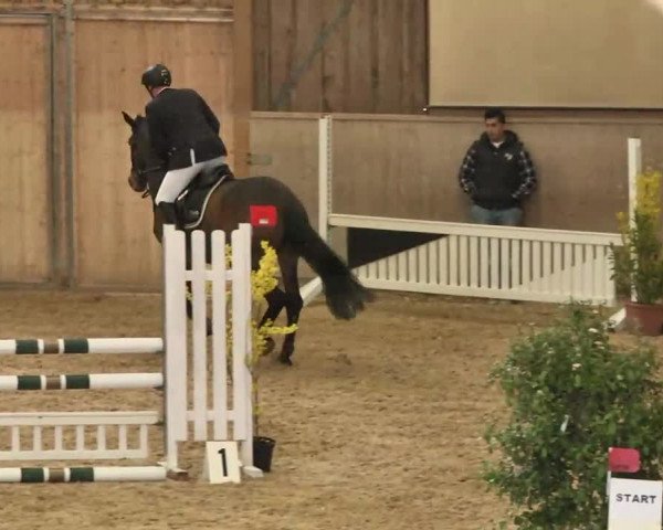 Hallenspringturnier Friedrichshafen-Ailingen 2016