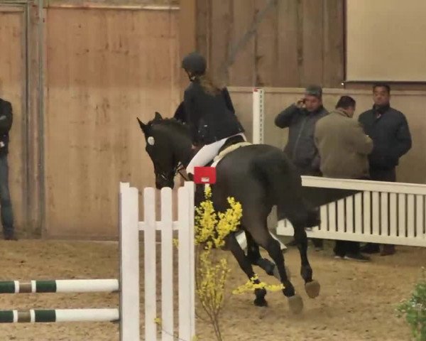Hallenspringturnier Friedrichshafen-Ailingen 2016