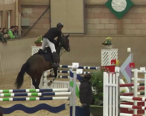 Hallenspringturnier Friedrichshafen-Ailingen 2016
