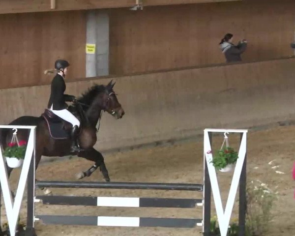 Hallenspringturnier Friedrichshafen-Ailingen 2016