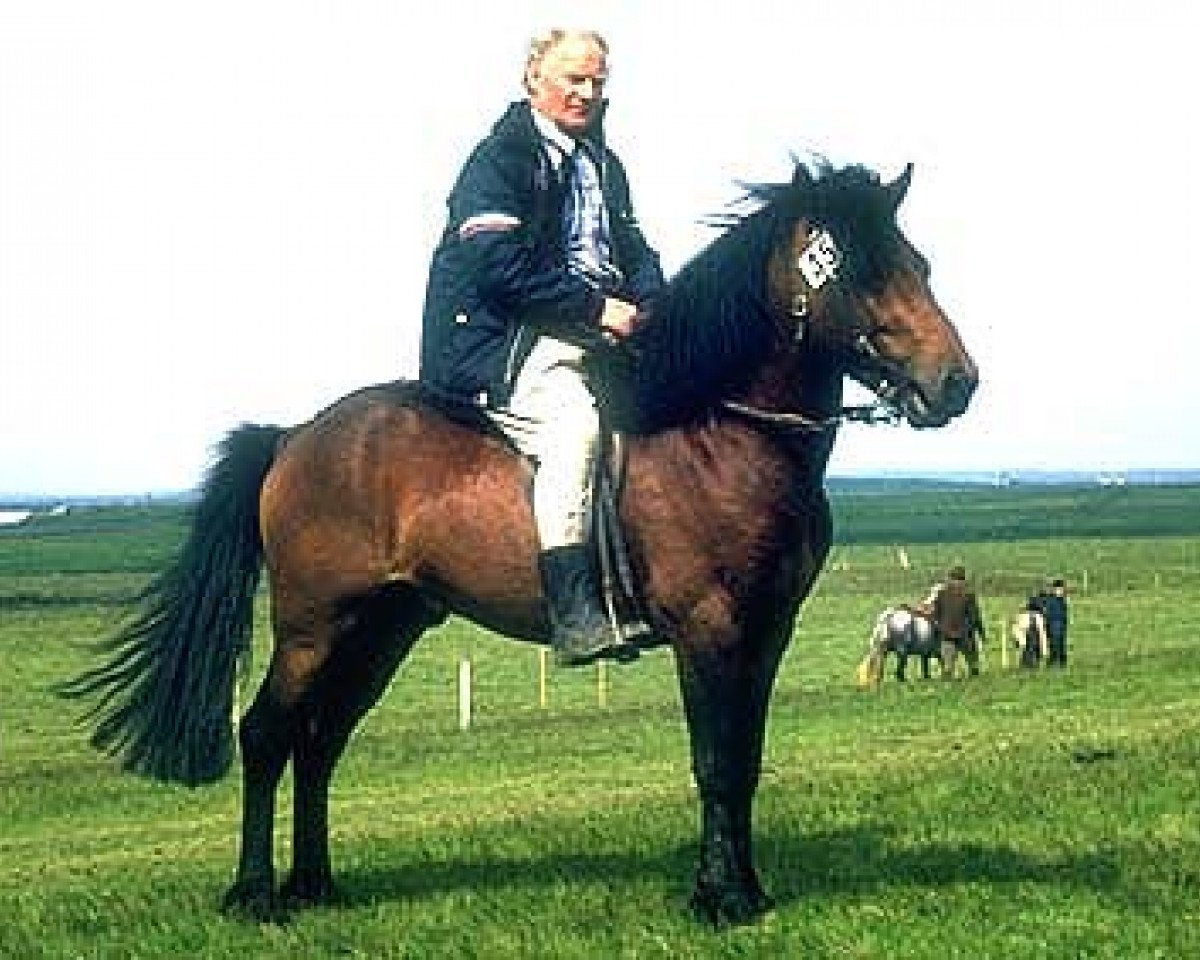 stallion Kolbakur frá Gufunesi (Iceland Horse, 1968, from Óðinn frá Gufunesi)