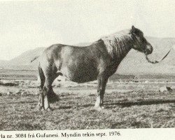 broodmare Perla fra Gufunesi (Iceland Horse, 1956, from Bakkus fra Korpulfsstödum)