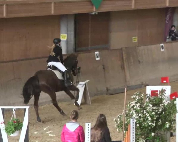 Hallenspringturnier Friedrichshafen-Ailingen 2016