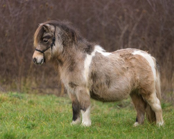 Zuchtstute Lucky Shamrock of Bavarian Sea (Shetland Pony (unter 87 cm), 2010, von Schalenburgs Orakel)