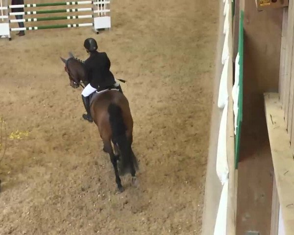 Hallenspringturnier Friedrichshafen-Ailingen 2016