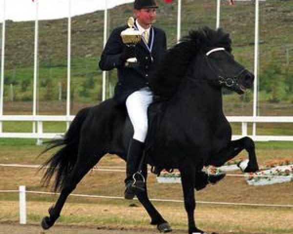stallion Kjarkur frá Egilsstaðabæ (Iceland Horse, 1989, from Otur frá Sauðárkróki)