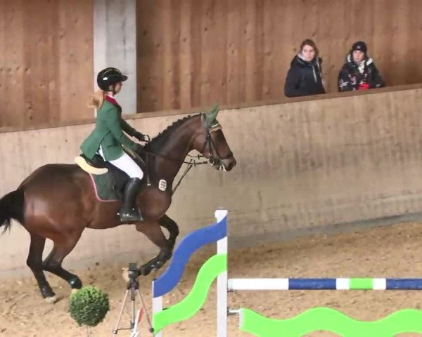 Hallenspringturnier Friedrichshafen-Ailingen 2016